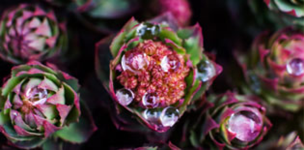 Ruusujuuri – Vaikutukset, annostus ja ominaisuudet