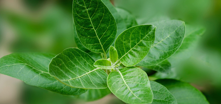 ashwagandha kasvi